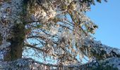 Tocht Stappen Waimes - mont rigi - botrange via fagne wallonne retour via fagne polleur  - Photo 13