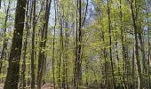 Trail Walking Freulleville - forêt d'eawy torcy  - Photo 4