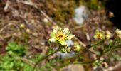 Tocht Te voet Unterschächen - Höhenweg Schächental - Photo 4