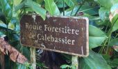 Trail Walking Gros-Morne - Duchesnetteau callebassier  - Photo 7