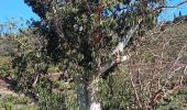 Trail Walking Port-Vendres - paullile - Cap bear via la mer retour via les vignes  - Photo 4