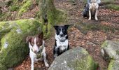 Trail Walking Le Tholy - Les 2 cascades du Tendon (grand tour) - Photo 9