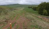 Tour Wandern Marchastel - [06] Compostelle : de Marchastel / Nasbinals à Saint-Chély-d'Aubrac - Photo 16