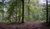 Tocht Stappen Terhulpen - La Hulpe - Circuit Natura 2000, des sites qui valent le détour - Bw02 - Photo 3