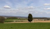 Percorso A piedi Máslojedy - Naučná stezka les Svíb - Photo 4