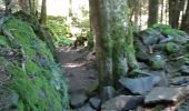 Tocht Stappen Saint-Victor-la-Rivière - LA FORET DE COURBANGES - Photo 17