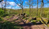 Excursión Senderismo Thuin - Balade dans le Bois du Grand Bon Dieu-Thuin - Photo 17