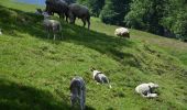 Tour Zu Fuß Feusisberg - Schindellegi - Feusisberg (Moos) - Photo 8