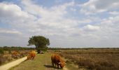 Trail On foot Ermelo - Dwars door Gelderland (4) - Photo 7
