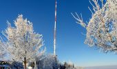 Trail On foot Stallikon - Uetliberg Kulm - Balderen - Photo 5