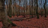 Percorso A piedi Putten - Putterbos Wandeling - Photo 9