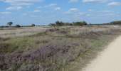 Tour Zu Fuß Geldrop-Mierlo - Strabrechtse Heide - Photo 8
