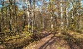 Tour Wandern Vendôme - Forêt de Vendôme - Bois de l'Oratoire - Photo 20