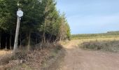 Tocht Stappen Manhay - Malempré Oster Aisne 24,5 km - Photo 3