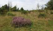 Excursión Senderismo Libin - Libin - Natura 2000, des sites qui valent le détour - Lx22 - Photo 8
