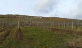 Percorso Marcia Marlenheim - le vignoble de marlenheim (circuit) - Photo 2