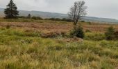 Excursión Senderismo Waimes - Balade dans les Fagnes - Photo 3