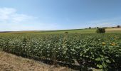 Tour Wandern Les Ormes - les Ormes - GR48 GR655 Poizay PM - 9.4km 100m 2h05 - 2024 07 18 - Photo 5