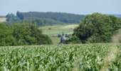 Trail Walking Tenneville - Paysages & Patrimoine - A travers champs - Photo 3