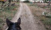 Trail Horseback riding Fronton -  trec club 1 - Photo 15