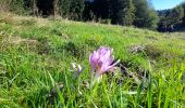 Tour Wandern Montcel - MASSIF DES BAUGES: PLATEAU DU REVARD AUTOUR DE LA CROIX DES BERGERS (bis) - Photo 4