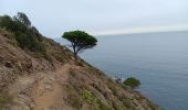 Trail Walking Port-Vendres - anse des paulilles - cap bear / retour par les vignes - Photo 17