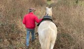 Trail Horseback riding Saint-Martin - Reprise Kaline Tivio  - Photo 11