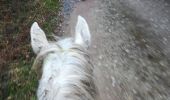 Trail Horseback riding Métairies-Saint-Quirin - rond pré tivio vispa pepito - Photo 2