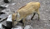 Tour Zu Fuß Unbekannt - Kaiserberg Rundweg O Naturpfad - Photo 1