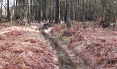 Trail On foot Waverley - Heathland Hike - Photo 1