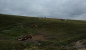 Excursión Senderismo La Bresse - Le Hohneck cool - Photo 3