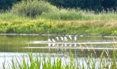 Trail Nordic walking Vendays-Montalivet - Marais de la Perge - Photo 10