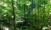 Tour Zu Fuß Bruchsal - BR - 13 Untergrombach Ungeheuerklamm Weierle - Photo 7