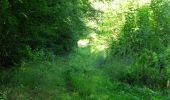 Trail Walking Rethondes - en forêt de Laigue_4_08_2019_Mont du Fouilleux_Mont des Singes_Marais de Francière - Photo 11