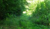 Tocht Stappen Rethondes - en forêt de Laigue_4_08_2019_Mont du Fouilleux_Mont des Singes_Marais de Francière - Photo 11