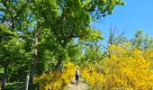 Tour Wandern Goesdorf - Goebelsmühle - Bourscheid - Dirbach - Photo 18