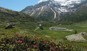 Excursión A pie Simplon - Rundweg Simplon-Bergalpe - Photo 8