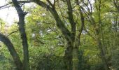 Tocht Te voet Oudsbergen - Bosbeekvallei Rode vierkant - Photo 2