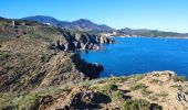 Tocht Stappen Banyuls-sur-Mer - 08 novembre 2023 Banyuls-sur-Mer  - Photo 3