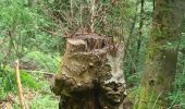 Percorso Marcia Saverne - Grotte St Vit & Rappenfels - Photo 19