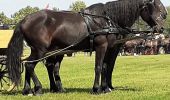 Percorso A piedi Ópusztaszer - K+ Kistelek vá. – Ópusztaszer Nemzeti Történeti Emlékpark - Photo 9