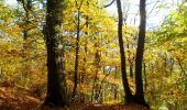 Trail Walking Orival - 20221117-Les Essarts  - Photo 19