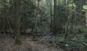 Tocht Te voet Ober-Mörlen - Wanderwege Winterstein - Keiler - Photo 2