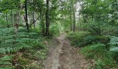 Tocht Stappen Fontainebleau - Fontainebleau Sentier Denecourt 17 - Photo 17