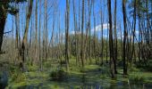 Randonnée A pied Spreewaldheide - Wanderweg Wildnispfad - Photo 10