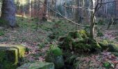 Tour Wandern Hohwald - Le Hohwald - Photo 1