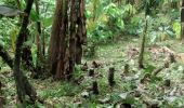 Trail Walking Chone - Ver el cacao - Photo 1