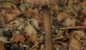 Percorso A piedi Sconosciuto - Kaiserberg Rundweg O Naturpfad - Photo 8