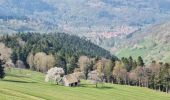 Tour Wandern Sondernach - Sortie du 22/04/2022..Landersen..Petit Ballon - Photo 2