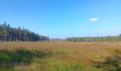 Tour Wandern Weismes - autour de botrange et du bois de sourbrodt - Photo 3